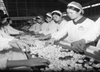 臺灣農工業發展與轉型/農產品運銷/洋菇外銷
